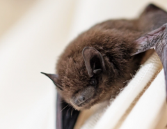 A small brown bat with a partially open wing perched on white fabric.