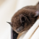 A small brown bat with a partially open wing perched on white fabric.