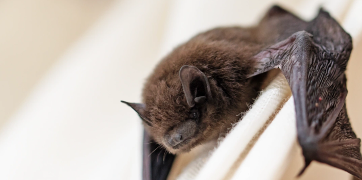 A small brown bat with a partially open wing perched on white fabric.