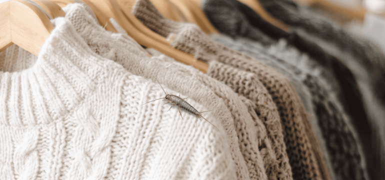 Fishmoth crawling on a winter knit jersey hanging in a wardrobe.