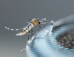 High resolution image of a Mosquito
