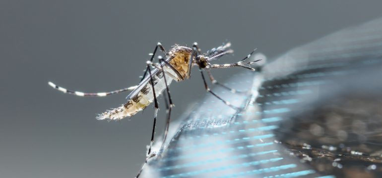 High resolution image of a Mosquito