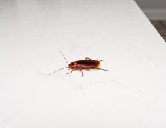 Alt Text: Cockroach on white marble counter
