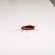 Alt Text: Cockroach on white marble counter