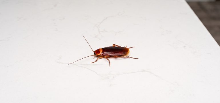Alt Text: Cockroach on white marble counter
