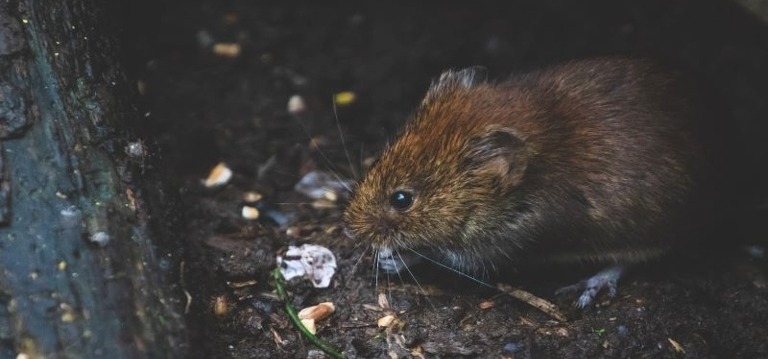 Pest Breeding Sites