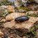 Bush Cockroach on rock