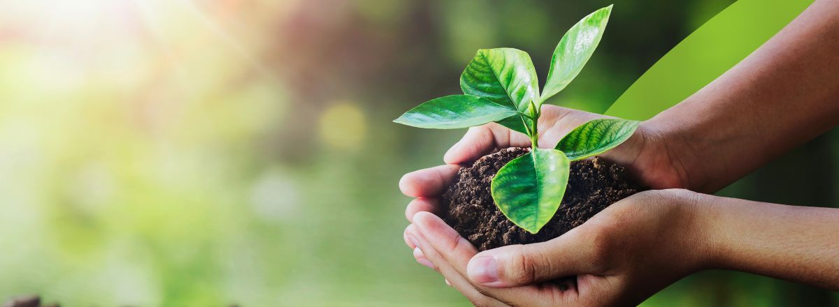 Two hands gently cradling a young green plant sprout in rich soil, set against a soft bokeh forest background with a green brand overlay. Representing Ambius’s commitment to environmental sustainability and professional plant services.