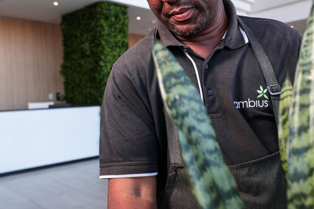 An Ambius technician performs professional maintenance on an indoor office plant in a modern reception area.