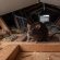A dark brown rat resting on a wooden beam inside a dimly lit attic space with exposed beams and insulation.